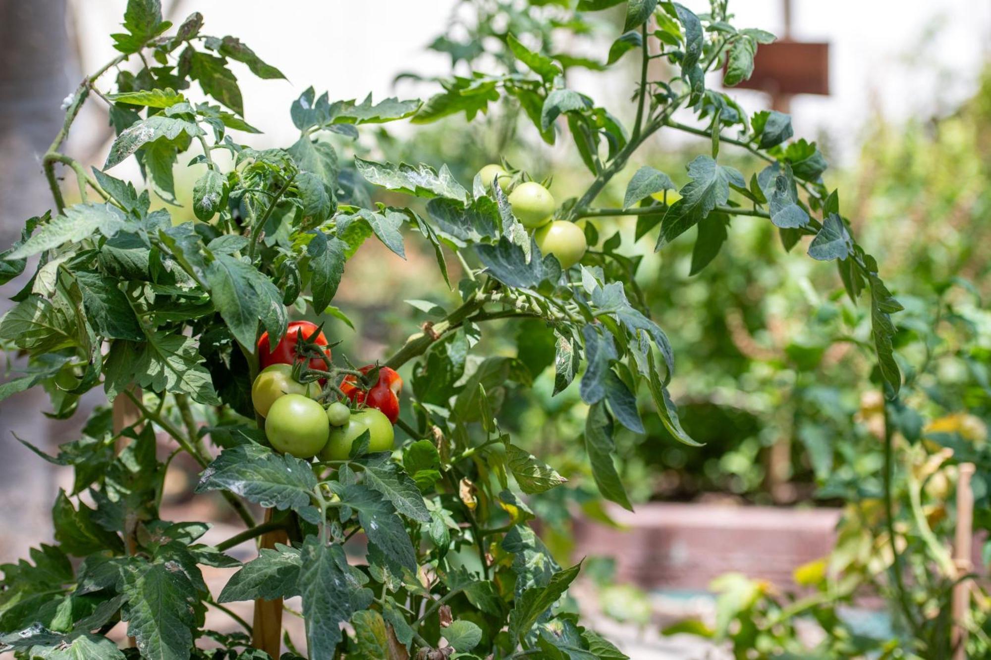 The Ritz-Carlton, Doha Hotel Екстериор снимка Tomato plants